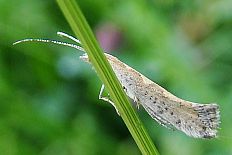 Coenonympha galactinus - Gepunktete Grasminiermotte